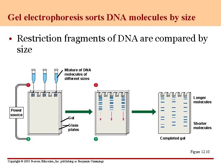 Gel electrophoresis sorts DNA molecules by size • Restriction fragments of DNA are compared