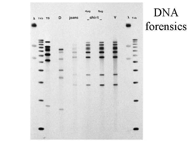DNA forensics 