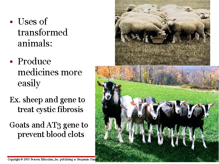  • Uses of transformed animals: • Produce medicines more easily Ex. sheep and