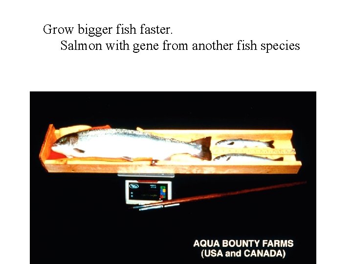 Grow bigger fish faster. Salmon with gene from another fish species 