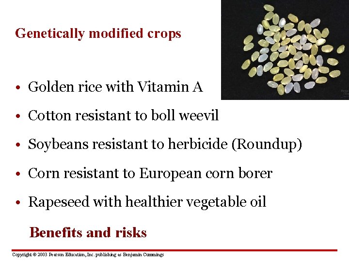 Genetically modified crops • Golden rice with Vitamin A • Cotton resistant to boll