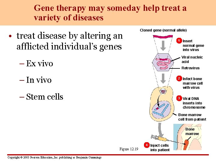 Gene therapy may someday help treat a variety of diseases • treat disease by