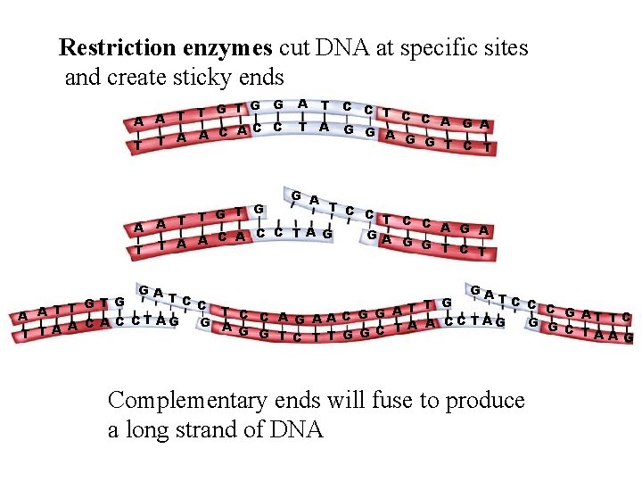 Restriction enzymes cut DNA at specific sites and create sticky ends G T G