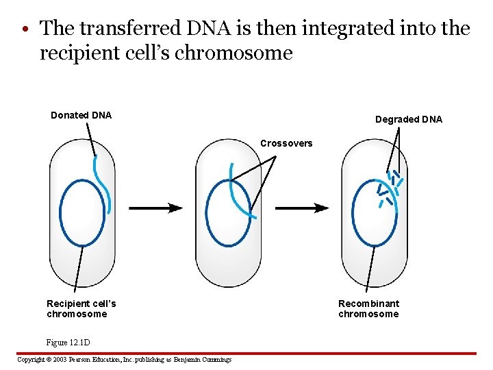  • The transferred DNA is then integrated into the recipient cell’s chromosome Donated