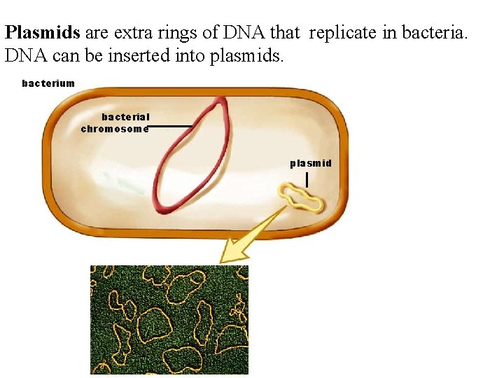 Plasmids are extra rings of DNA that replicate in bacteria. DNA can be inserted