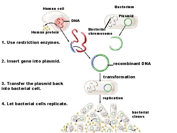 Bacterium Human cell Plasmid DNA Human protein Bacterial chromosome 1. Use restriction enzymes. 2.