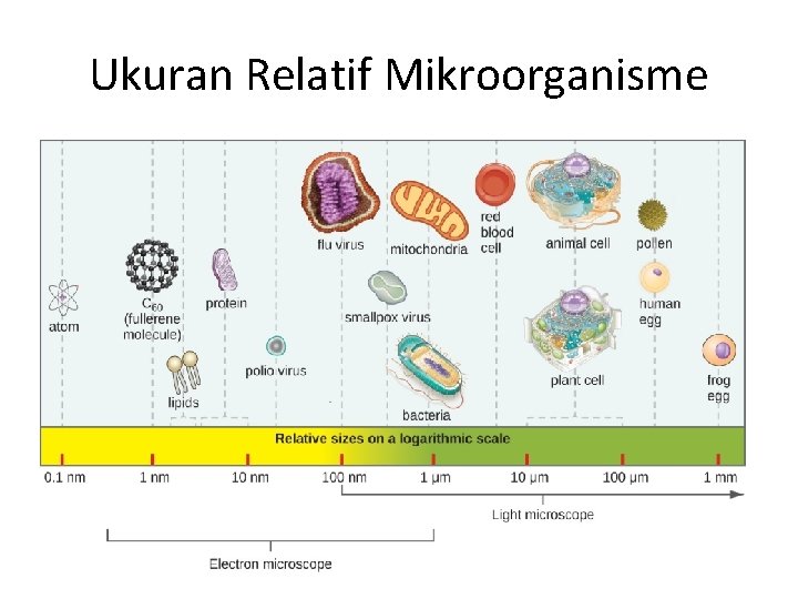 Ukuran Relatif Mikroorganisme 