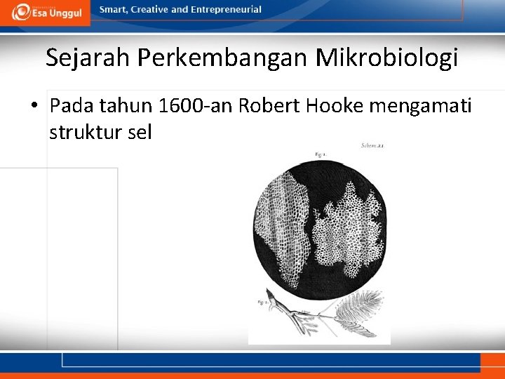 Sejarah Perkembangan Mikrobiologi • Pada tahun 1600 -an Robert Hooke mengamati struktur sel 