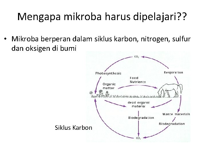 Mengapa mikroba harus dipelajari? ? • Mikroba berperan dalam siklus karbon, nitrogen, sulfur dan