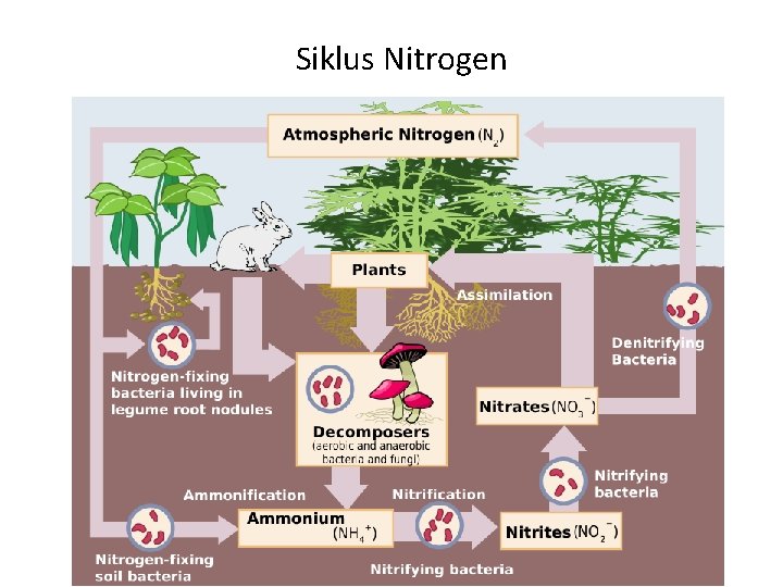 Siklus Nitrogen 