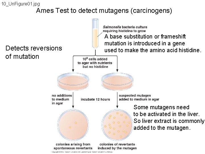 10_Un. Figure 01. jpg Ames Test to detect mutagens (carcinogens) Detects reversions of mutation