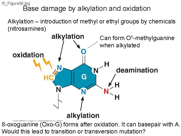 10_Figure 08. jpg Base damage by alkylation and oxidation Alkylation – introduction of methyl