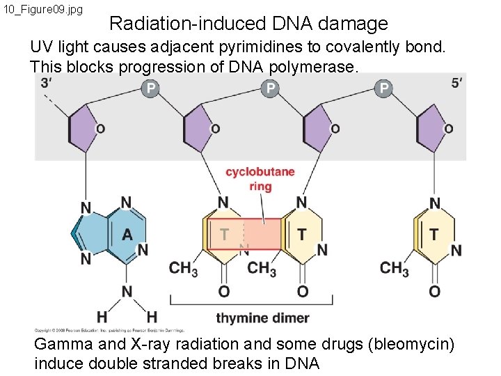 10_Figure 09. jpg Radiation-induced DNA damage UV light causes adjacent pyrimidines to covalently bond.