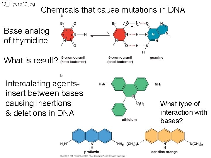 Lecture 7 DNA repair Chapter 10 Problems 2