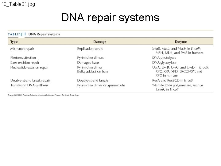 10_Table 01. jpg DNA repair systems 10 