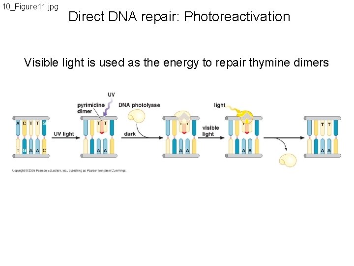 10_Figure 11. jpg Direct DNA repair: Photoreactivation Visible light is used as the energy