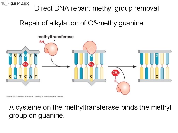 10_Figure 12. jpg Direct DNA repair: methyl group removal Repair of alkylation of O