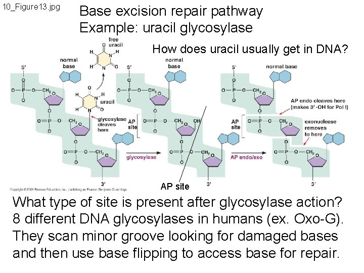 10_Figure 13. jpg Base excision repair pathway Example: uracil glycosylase How does uracil usually