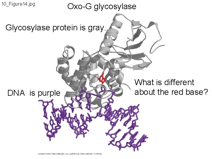 10_Figure 14. jpg Oxo-G glycosylase Glycosylase protein is gray. DNA is purple What is