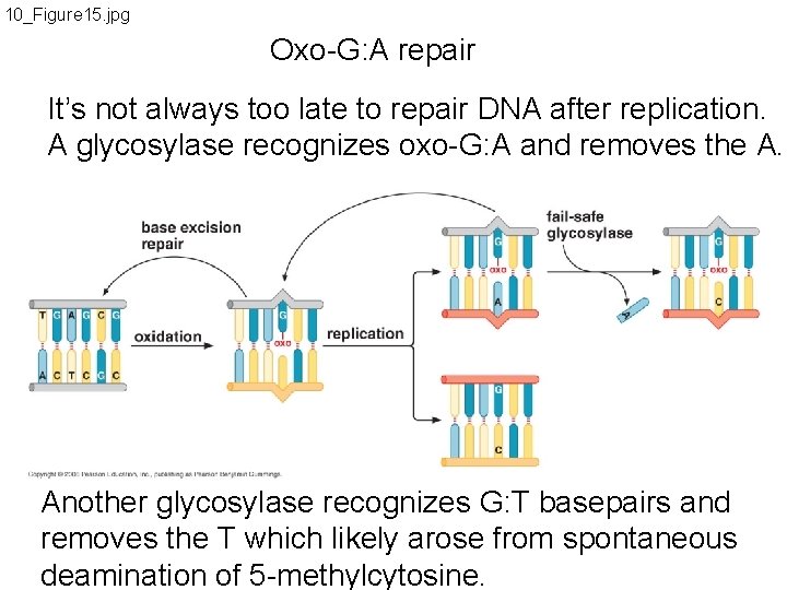 10_Figure 15. jpg Oxo-G: A repair It’s not always too late to repair DNA