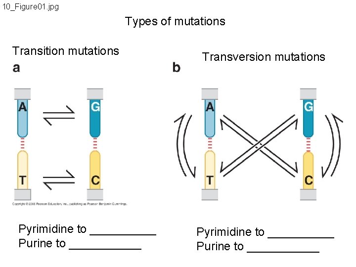 10_Figure 01. jpg Types of mutations Transition mutations Pyrimidine to _____ Purine to ______