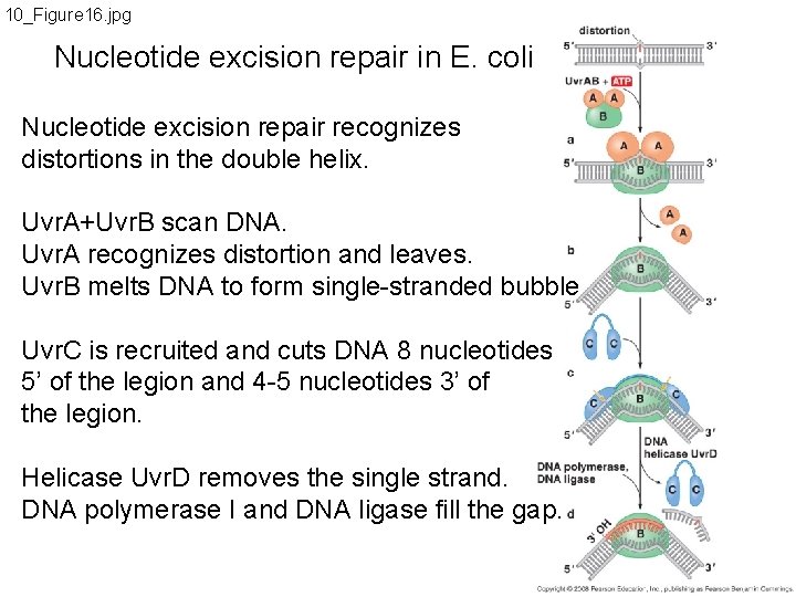 10_Figure 16. jpg Nucleotide excision repair in E. coli Nucleotide excision repair recognizes distortions