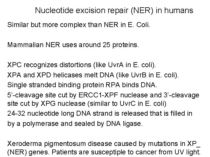 Nucleotide excision repair (NER) in humans Similar but more complex than NER in E.