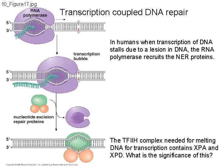 10_Figure 17. jpg Transcription coupled DNA repair In humans when transcription of DNA stalls
