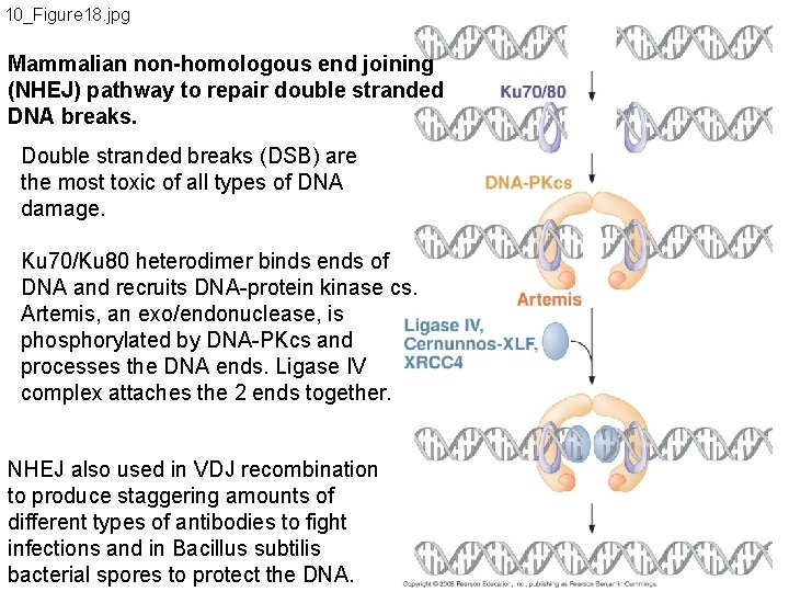 10_Figure 18. jpg Mammalian non-homologous end joining (NHEJ) pathway to repair double stranded DNA