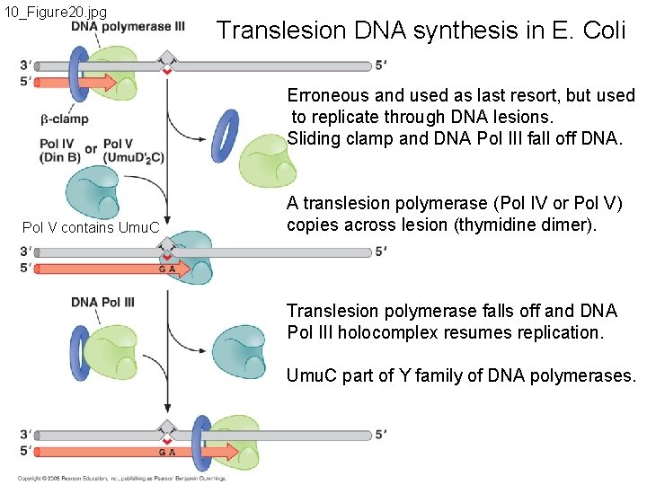 10_Figure 20. jpg Translesion DNA synthesis in E. Coli Erroneous and used as last