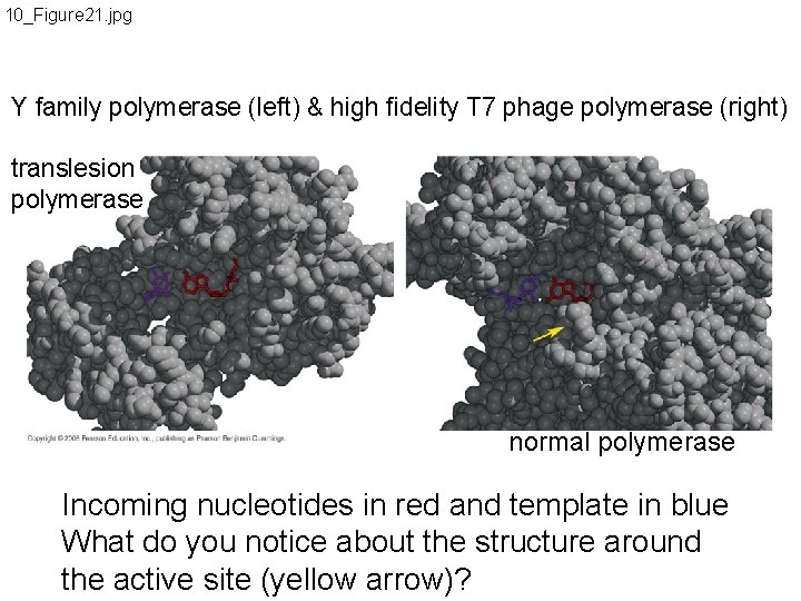 10_Figure 21. jpg Y family polymerase (left) & high fidelity T 7 phage polymerase