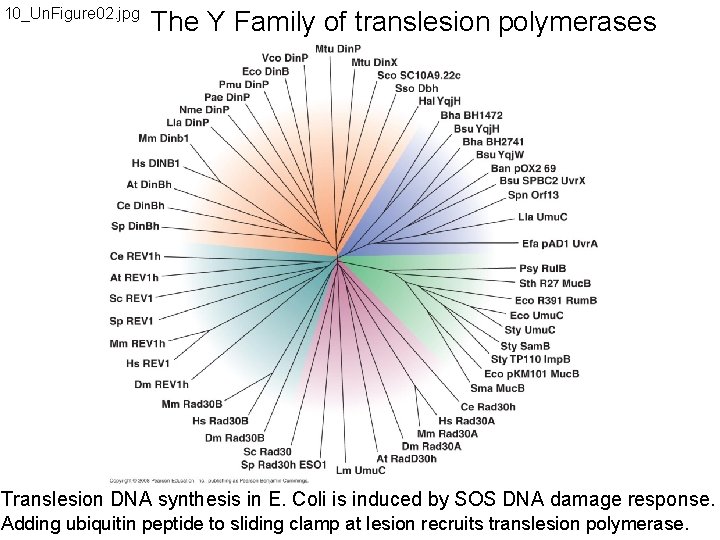 10_Un. Figure 02. jpg The Y Family of translesion polymerases Translesion DNA synthesis in