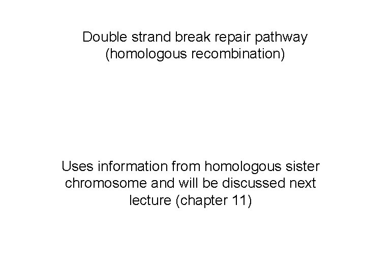 Double strand break repair pathway (homologous recombination) Uses information from homologous sister chromosome and