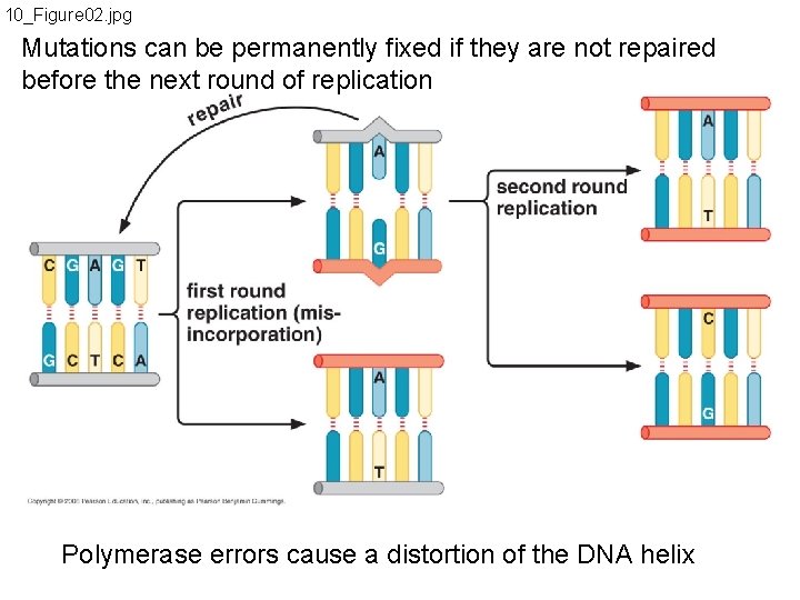 10_Figure 02. jpg Mutations can be permanently fixed if they are not repaired before