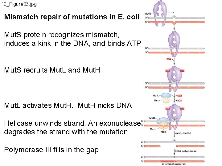 10_Figure 03. jpg Mismatch repair of mutations in E. coli Mut. S protein recognizes