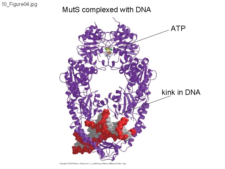 10_Figure 04. jpg Mut. S complexed with DNA ATP kink in DNA 