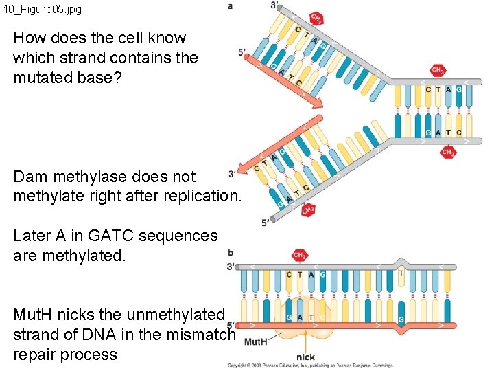 10_Figure 05. jpg How does the cell know which strand contains the mutated base?