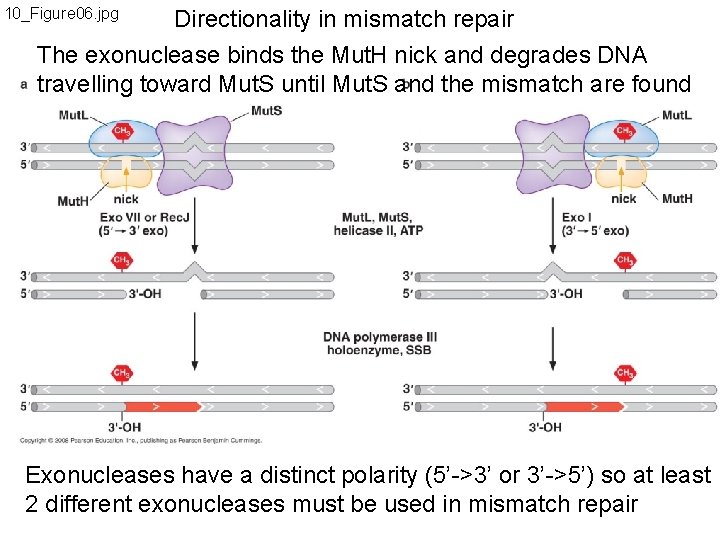 10_Figure 06. jpg Directionality in mismatch repair The exonuclease binds the Mut. H nick
