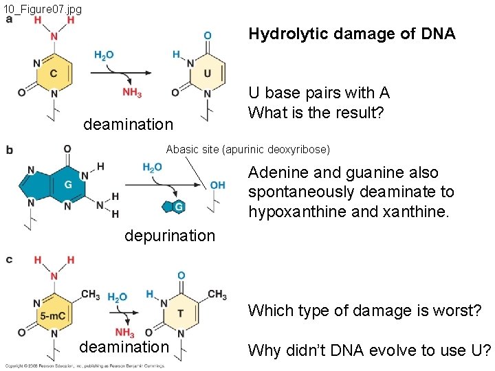 10_Figure 07. jpg Hydrolytic damage of DNA deamination U base pairs with A What