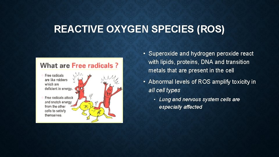 REACTIVE OXYGEN SPECIES (ROS) • Superoxide and hydrogen peroxide react with lipids, proteins, DNA