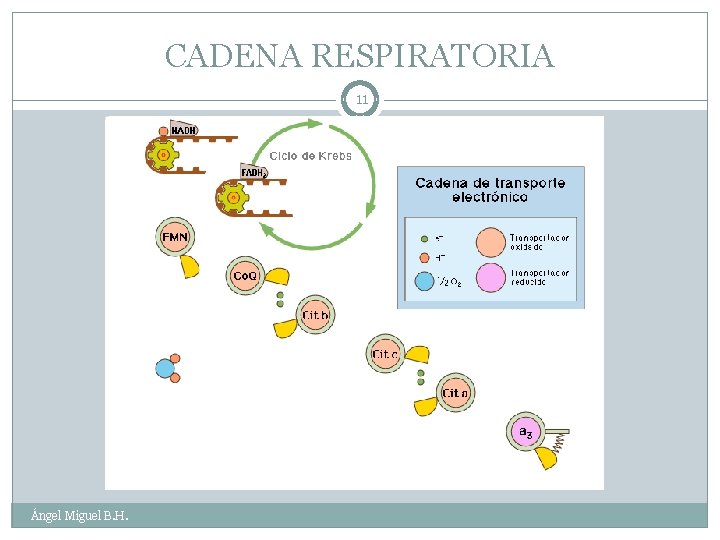 CADENA RESPIRATORIA 11 Ángel Miguel B. H. 