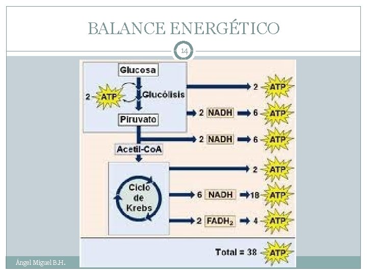 BALANCE ENERGÉTICO 14 Ángel Miguel B. H. 