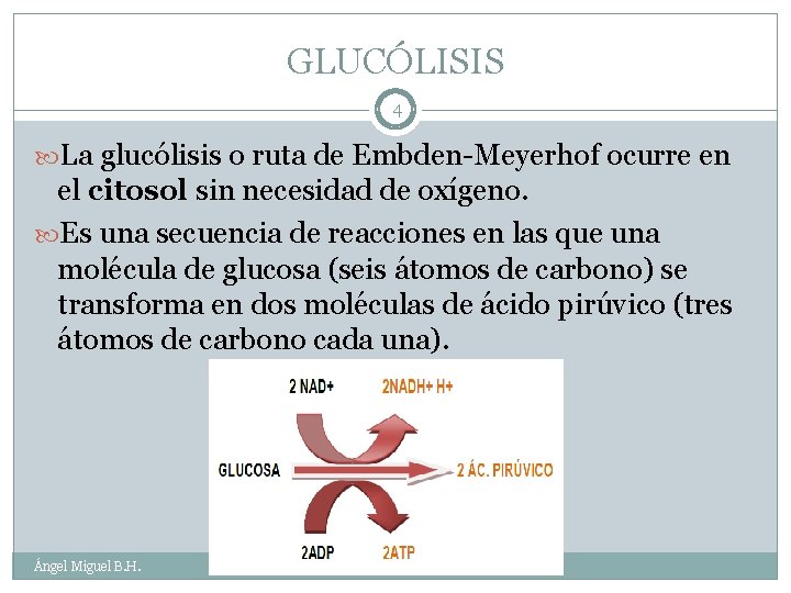 GLUCÓLISIS 4 La glucólisis o ruta de Embden-Meyerhof ocurre en el citosol sin necesidad