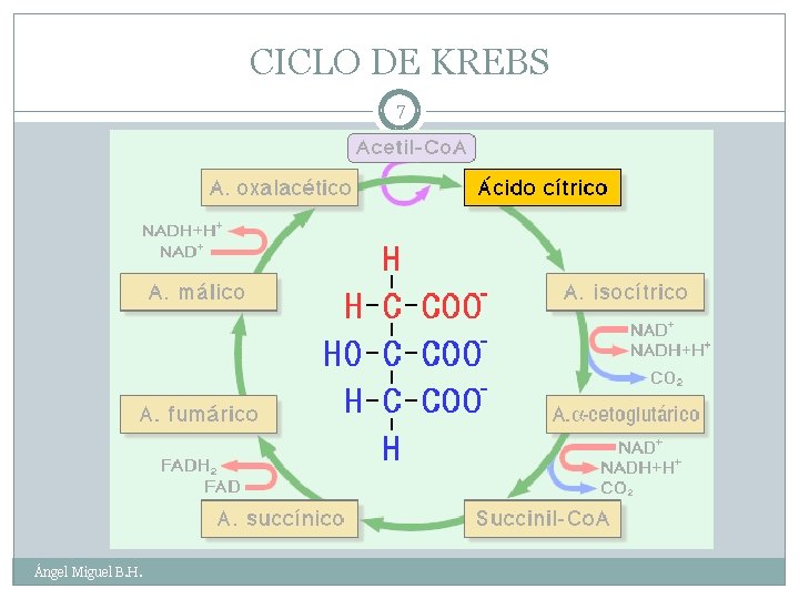 CICLO DE KREBS 7 Ángel Miguel B. H. 