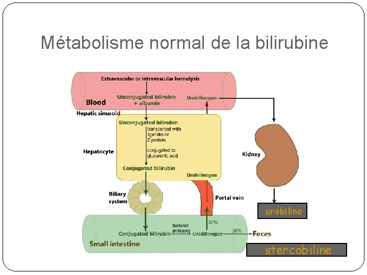 Métabolisme normal de la bilirubine urobiline stercobiline 