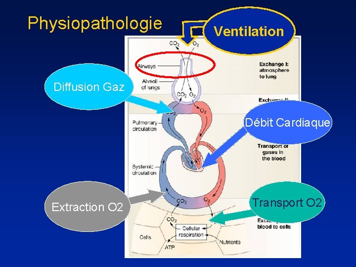 Physiopathologie Ventilation Diffusion Gaz Débit Cardiaque Extraction O 2 Transport O 2 