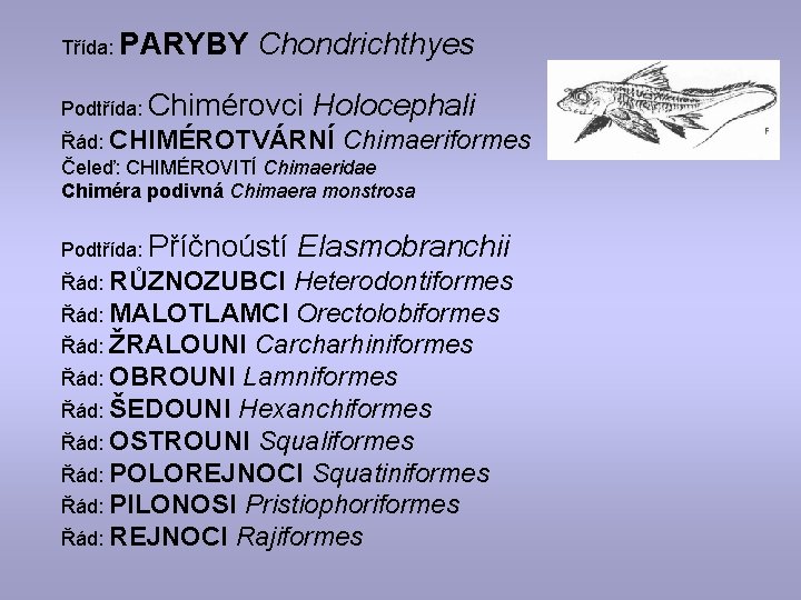 Třída: PARYBY Chondrichthyes Podtřída: Chimérovci Holocephali Řád: CHIMÉROTVÁRNÍ Chimaeriformes Čeleď: CHIMÉROVITÍ Chimaeridae Chiméra podivná