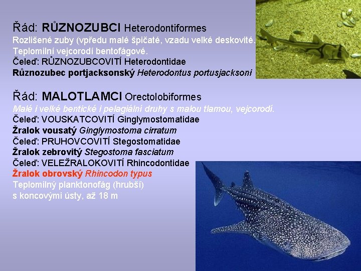 Řád: RŮZNOZUBCI Heterodontiformes Rozlišené zuby (vpředu malé špičaté, vzadu velké deskovité. Teplomilní vejcorodí bentofágové.