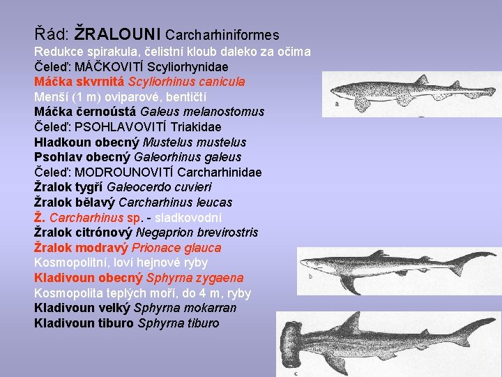 Řád: ŽRALOUNI Carcharhiniformes Redukce spirakula, čelistní kloub daleko za očima Čeleď: MÁČKOVITÍ Scyliorhynidae Máčka