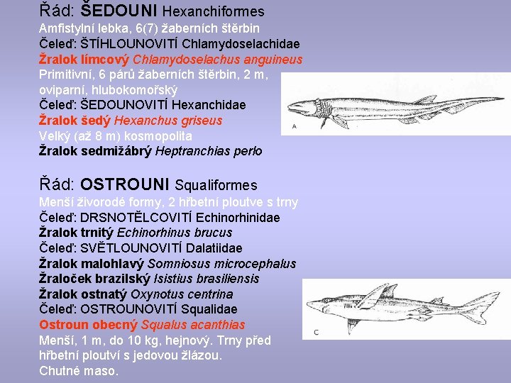 Řád: ŠEDOUNI Hexanchiformes Amfistylní lebka, 6(7) žaberních štěrbin Čeleď: ŠTÍHLOUNOVITÍ Chlamydoselachidae Žralok límcový Chlamydoselachus